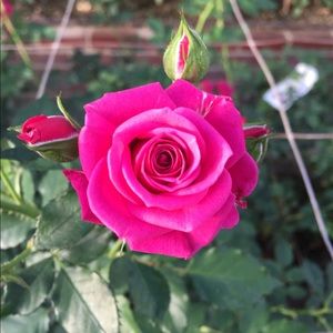 Meet your Posher, Jack